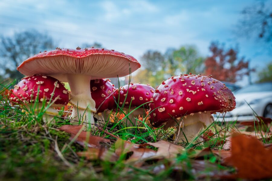 Het empatisch vermogen van een Paddestoel