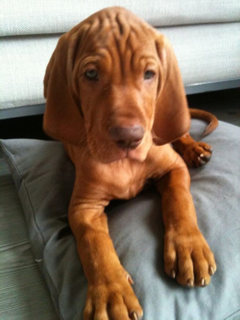 Joep 1 Joep 1